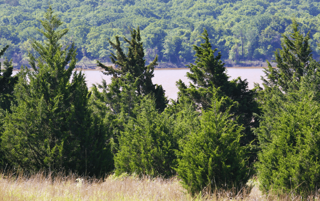 Invasive Red Cedar Tips For Controlling and Removing